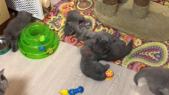 Маленькие британские котята играют смотреть онлайн