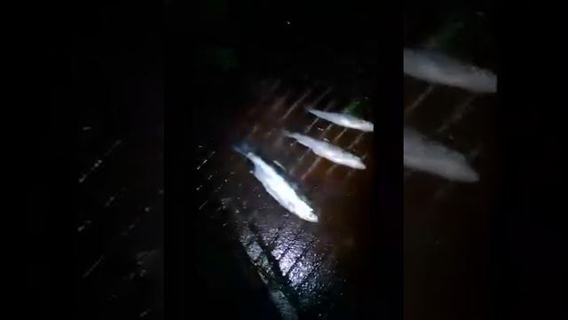 как приготовить рыбу смотреть онлайн