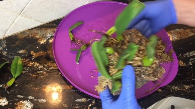 Пересадка Бульбофиллума на блок. Bulbophyllum fascinator. Мой уход.Орхидеи га блоках смотреть онлайн