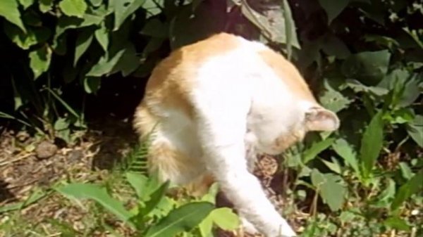 ГРУСТНЫЙ КОТИК (SAD CAT)