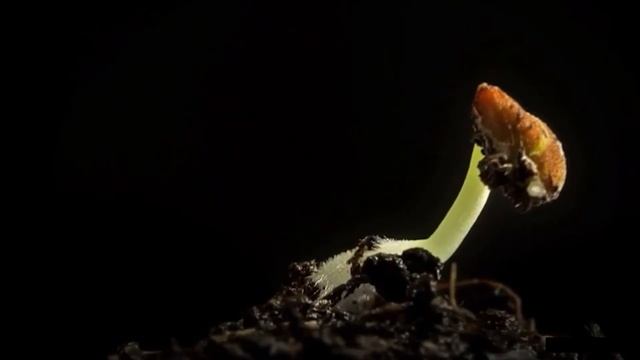 УМНАЯ ТЕПЛИЦА. 9а кл. Занятие на тему: Условия необходимые для роста и развития растений