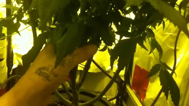 Explaining DWC ( 4 deadphish) смотреть онлайн