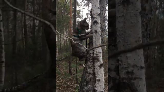 Ассоль ест берёзу смотреть онлайн