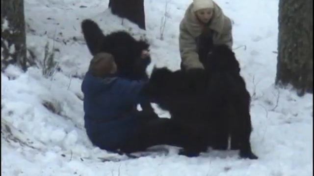 Зимний экстрим с ньюфами.VOB смотреть онлайн