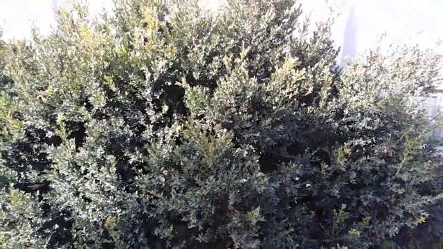 Самшит цветет смотреть онлайн