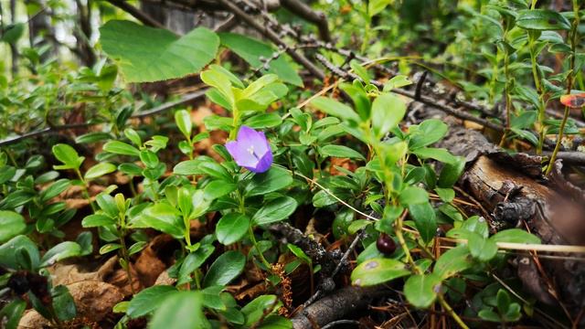 The wild nature of the Republic of Sakha in the microworld (4K Ultra HD) смотреть онлайн