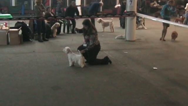 Dog show CAC Kiev Ukraine 31.10.2010 Westie (Judge Anna Winiarska (Poland) Part 6 смотреть онлайн