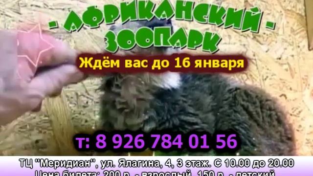 Африканский зоопарк смотреть онлайн