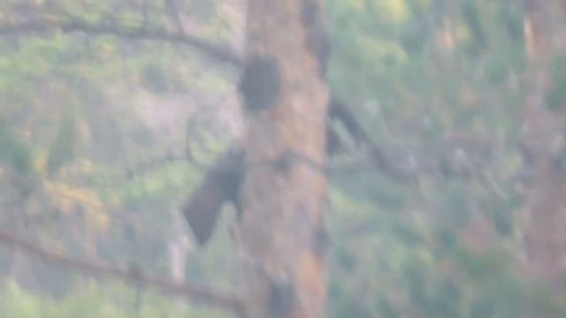 Обход зимовья перед охотой. смотреть онлайн