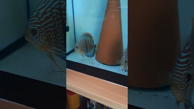 Дискус ! Голубой туркис . смотреть онлайн