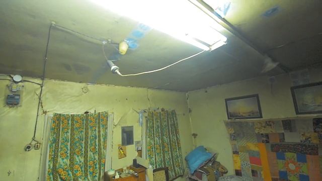 Летучая мышь в деревне