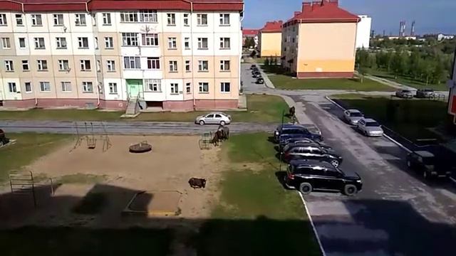 Возвращение коней 18.08.2020 смотреть онлайн