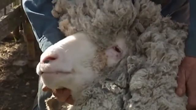 В Австралии поймали самого кудрявого барана / World's wooliest sheep 'found in Australia' 1 смотреть онлайн