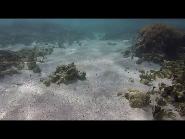 Скаты смотреть онлайн