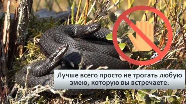 Гадюка Учимся отличать безопасного ужа от смертельной гадюки смотреть онлайн