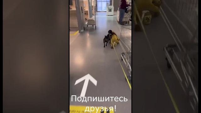 Выбрал себе друга, лайк заслужил! ))) смотреть онлайн