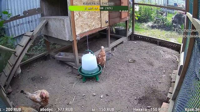 Курятник. Жизнь в курятнике. Можно покормить онлайн. Chicken Coop Stream. Online Feed