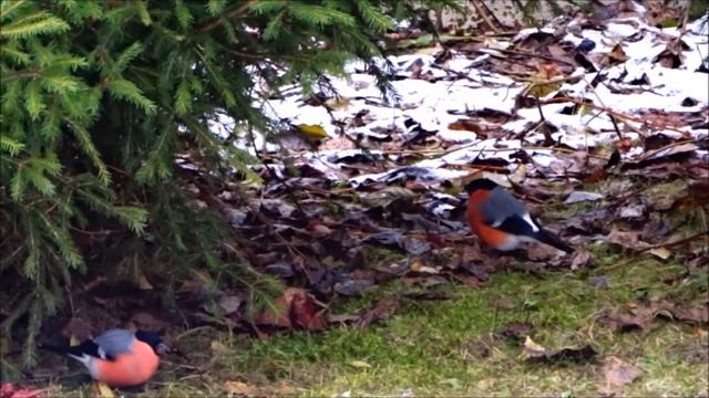 Снегири монолог Перчихина смотреть онлайн