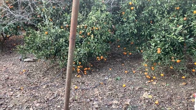 АБХАЗИЯ //Стоит ли ехать? 5 кг.?Смешно//Всё не для людей.Мандарины гниют! Цены.Такого мы не видели! смотреть онлайн