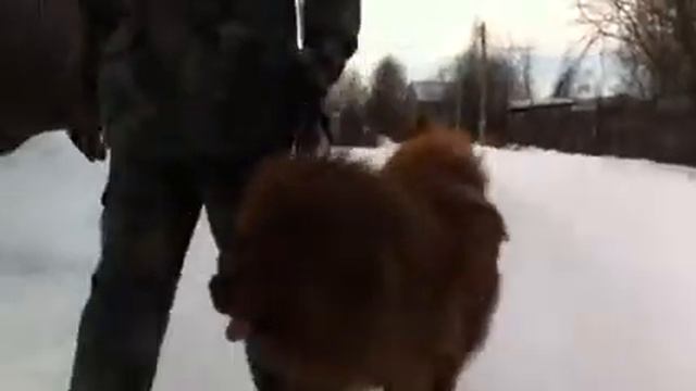 Тибетский мастиф Обожаемый БАБУ 2 года январь 2017 смотреть онлайн