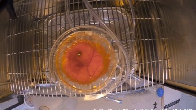 инкубация яйца без скорлупы смотреть онлайн