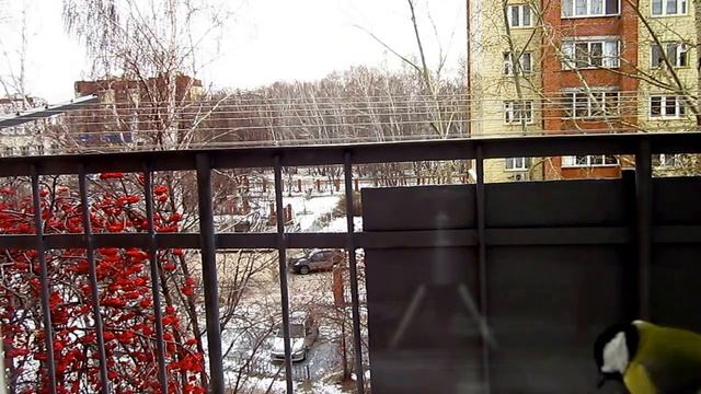 Синички-птички смотреть онлайн