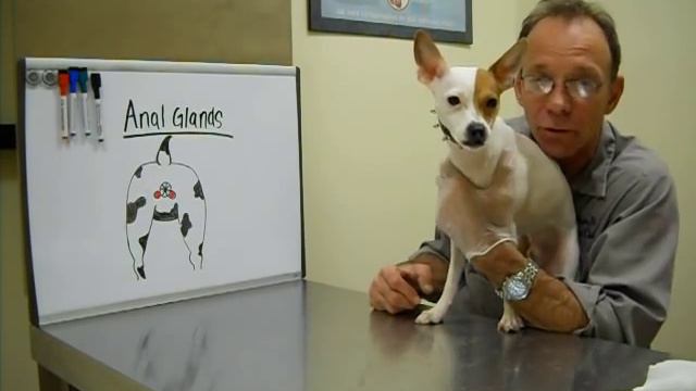 Expressing Anal Glands w/ Dr. Bob смотреть онлайн