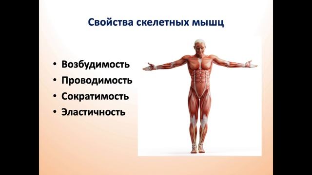 Мышечные ткани: виды, строение, функции. Скелетные мышцы. Гладкие мышечные ткани смотреть онлайн