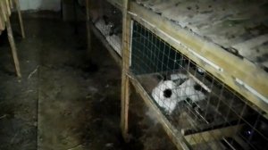 Клетки для кроликов||новые кролики||калифорнийские||новые клетки.