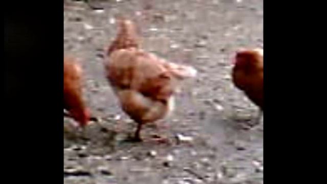 TONY WILSON "CHICKEN SONG" Reception and Nursery Life cycle of a hen EYFS смотреть онлайн