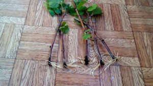 Когда пересаживать черенки винограда ?