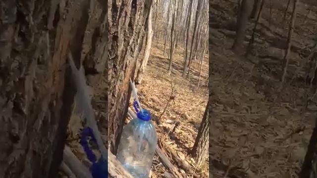 Сок из черной березы слаще смотреть онлайн