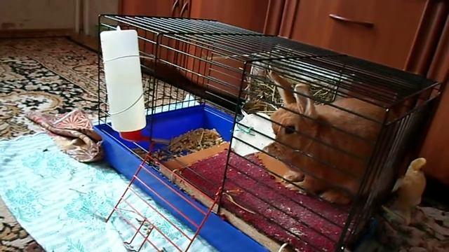 Кролик vs. Китайская собачка смотреть онлайн