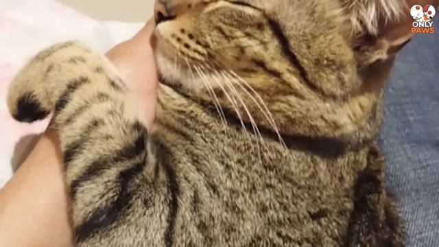 Der einsame Kater umarmte das Mädchen im Tierheim und wollte sie nicht mehr loslassen, mit all sein смотреть онлайн