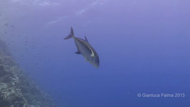 Scuba Diving at Sharm El-Sheikh - Full HD 50p смотреть онлайн