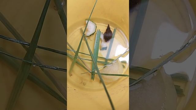 Улитка речная ? смотреть онлайн