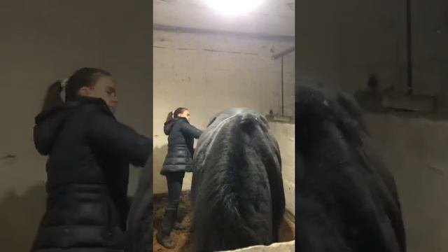 Как быстро почистить лошадь от песка. Конный клуб Мон Ами Харьков. Конные прогулки по лесу смотреть онлайн