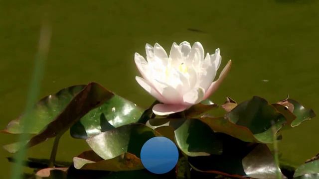 Lotus 5/5 Équilibre смотреть онлайн