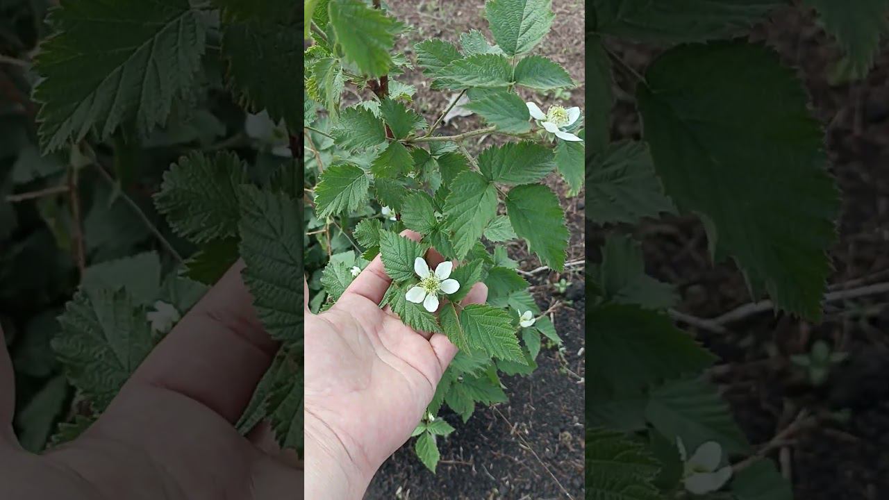 начало цветения ежевики 2023 год. конец мая. смотреть онлайн