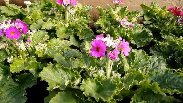 Primula Malacoide - Vivero Marra смотреть онлайн