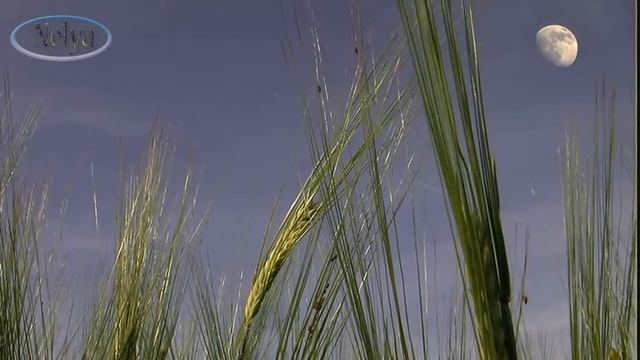 ПРИТЧА О МАМЕ - АНГЕЛ ХРАНИТЕЛЬ смотреть онлайн