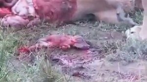Львы Убивают Беременнeю