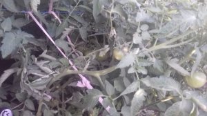 Томат сорт « Шоколадница «