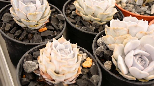 Documental Echeveria, 1 Introducción смотреть онлайн