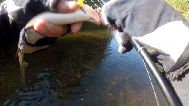 Ловля ХАРИУСА на спиннинг... смотреть онлайн