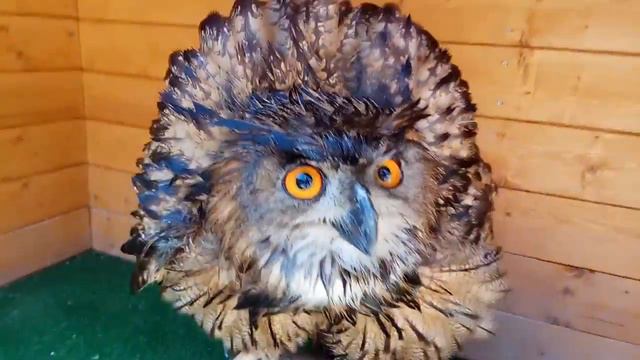 Мокрая филя)