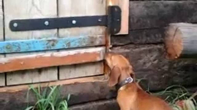 Зов природы! За дверью кролики!!! смотреть онлайн