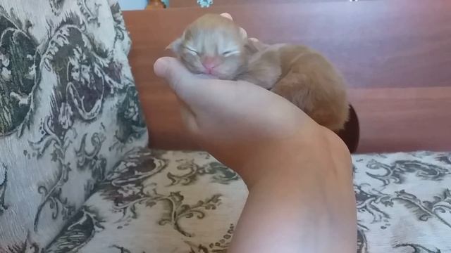 Новорожденный котенок породы Мейн кун.Сынок кота Джокера. Милота. смотреть онлайн