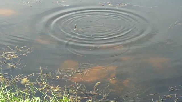 PRIMITIVE FISHING TOOLS to CATCH FISH in the CITY! смотреть онлайн
