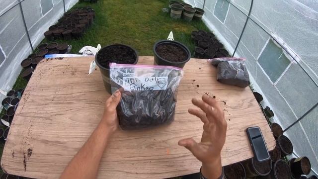 How to grow a Ginkgo tree from seed (Maidenhair tree) смотреть онлайн